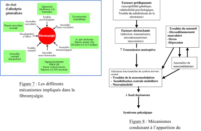 Figure 7 : Les différents   mécanismes impliqués dans la  fibromyalgie. 