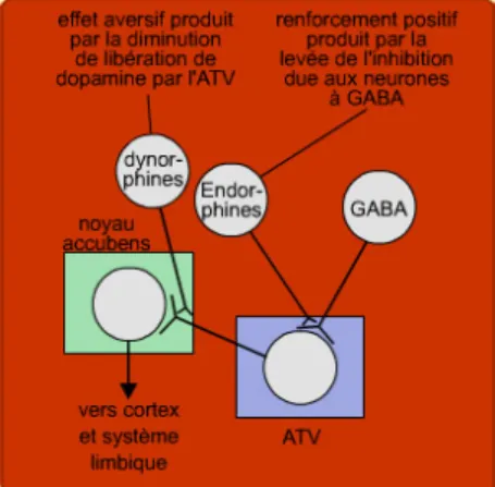 Figure 11 modulation du système de  récompense par les opioïdes endogènes. 