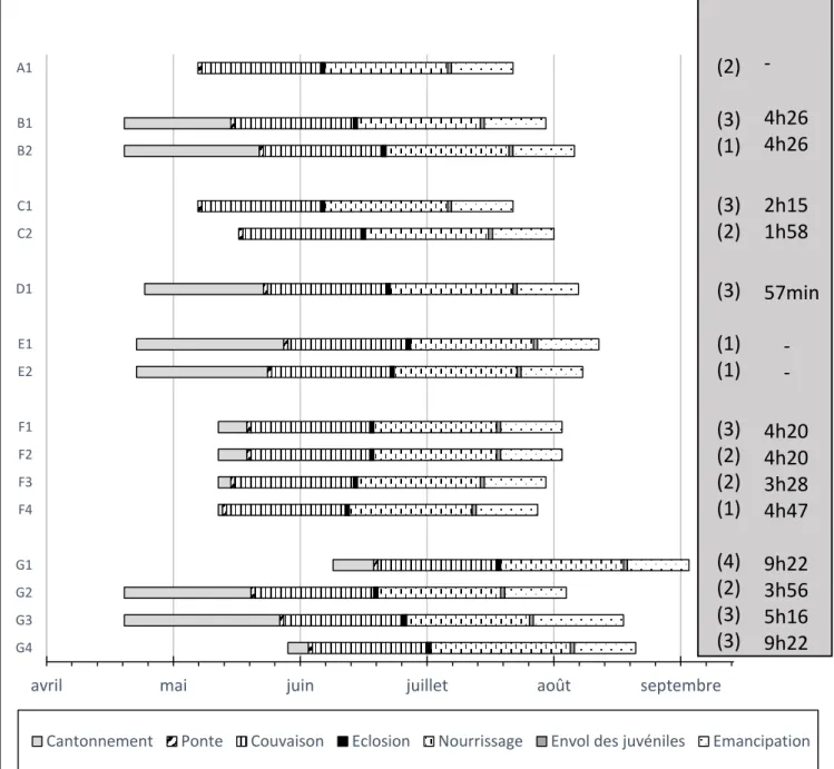 Figure 5 : Phénologie de reproduction des différents nids suivis lors de la saison 2015