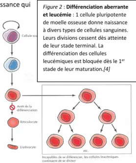 Figure 2 : Différenciation aberrante  et leucémie : 1 cellule pluripotente  de moelle osseuse donne naissance  à divers types de cellules sanguines