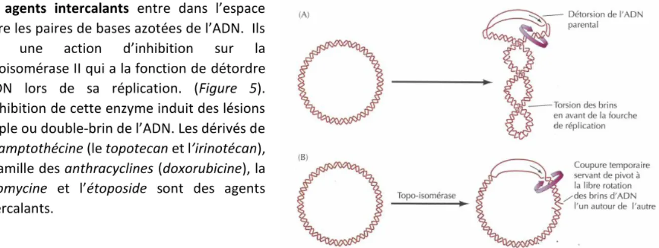 Figure 5 : Action de la topoisomérase pendant la réplication d’ADN : A : La détorsion de l’ADN pour la réplication induit une torsion  de celle-ci ; B : La cellule surmonte cette difficulté sous l’action de la topoisomérase qui catalyse la scission tempora