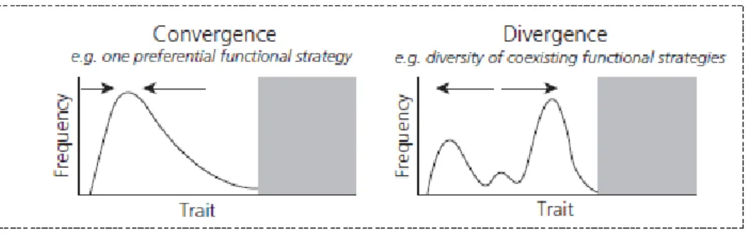Figure 8 Distribution  convergente et divergente de valeurs de traits dans une communauté