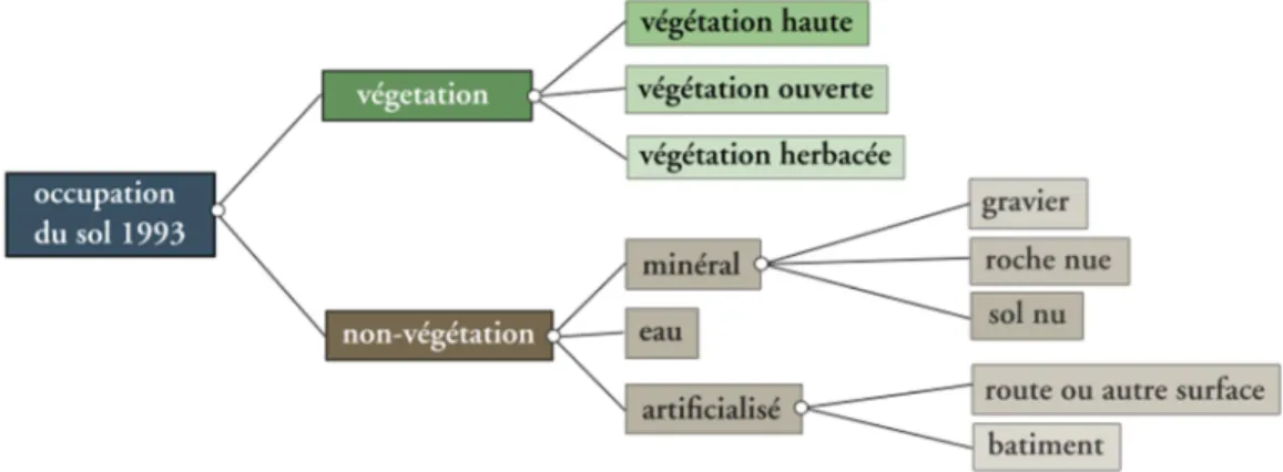 Figure 20: Types d'occupation du sol observés sur l'Ile Falcon (P. Lachenal) 