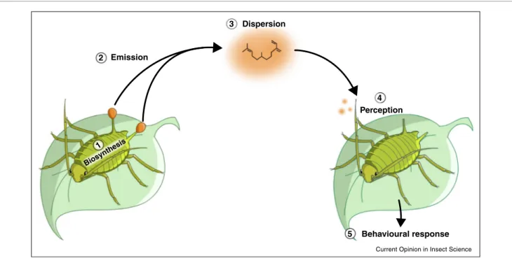 Figure 1 2 3Emission Biosynthesis Dispersion 4 Perception 5 Behavioural response1