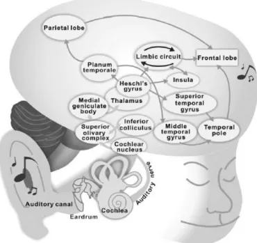 Figure 1. Schéma modélisant les circuits cérébraux impliqués dans le traitement d'une  information musicale (Lin et al., 2011) 