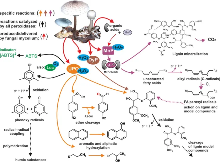 Figure 1. Reactions catalyzed by peroxidases of litter-decomposing fungi found in this study (based on and modified according [48–51])