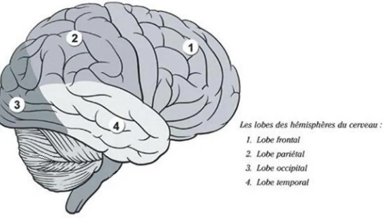Figure 4 : Illustration de la répartition des substances blanche (en blanc) et grise (en  plus foncé) dans le cervelet (coupe horizontale) (5) 