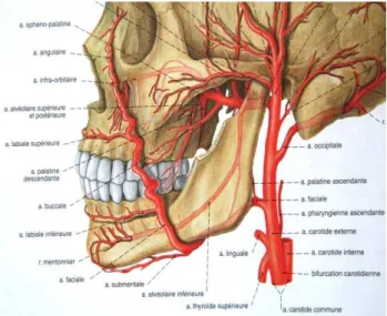 Figure : 1.1.L’artère maxillaire (SOBOTTA, 2000)  1.1.2. La mandibule. 