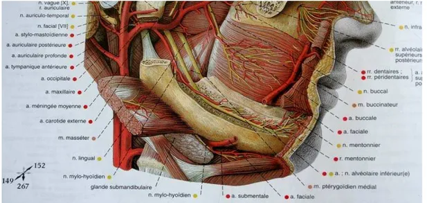Figure : 1.2. L’artère alvéolaire inférieure (SOBOTTA, 2000) 
