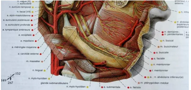 Figure : 1.2. L’artère alvéolaire inférieure (SOBOTTA, 2000) 