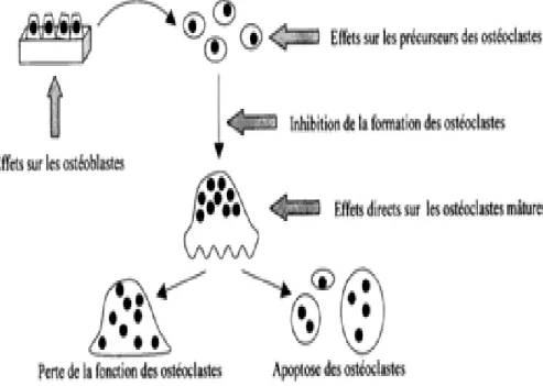 Figure : 1.4. Mode d’action des BP au niveau des ostéoclastes (FLEISCH, 1998). 