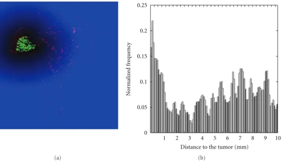 Figure 4: (a) Euclidean distance function applied to the binary image generated in Figure 2(b)