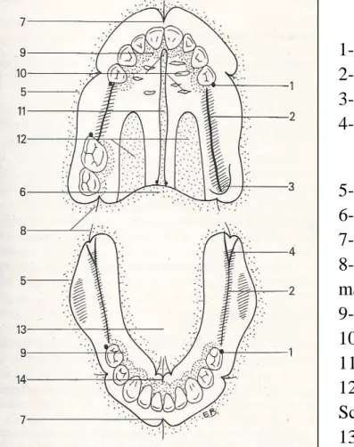 Figure 2-1 : Les indices biologiques. (BATAREC et Coll., 1989) 