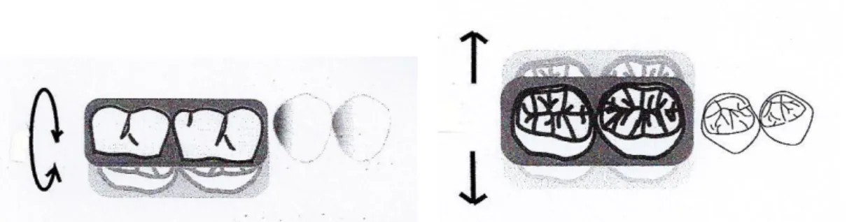 Figure 2-3 : Mouvements de rotation et de translation dans le plan frontal. 