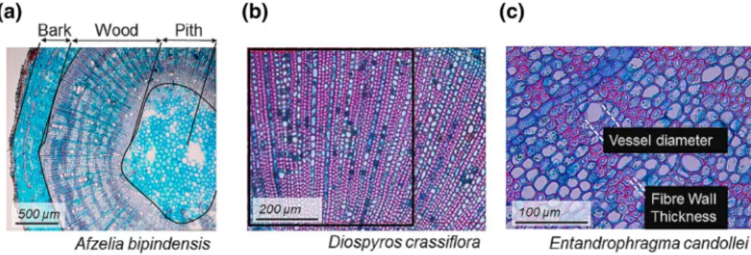 Fig. 1    Protocol for stem anatomy measurements: a tissues proportion  was measured with the 2.5 magnification objective lens, b vessel  den-sity was measured with the 200 magnification objective lens based on 