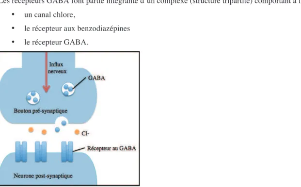 Figure 2.3. Action du neuromdiateur GABA dans la transmission de lÕinflux nerveux. 
