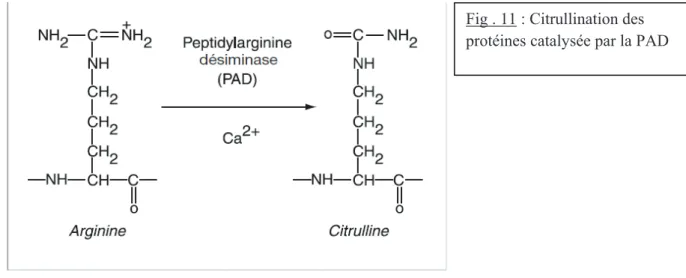 Fig . 11 : Citrullination des  protéines catalysée par la PAD  