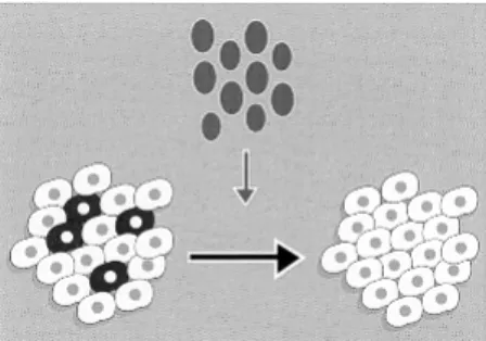 Fig. 2 : Action d’un greffon sur des cellules leucémiques 7