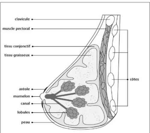 Figure 3 : Sein en coupe sagittale 