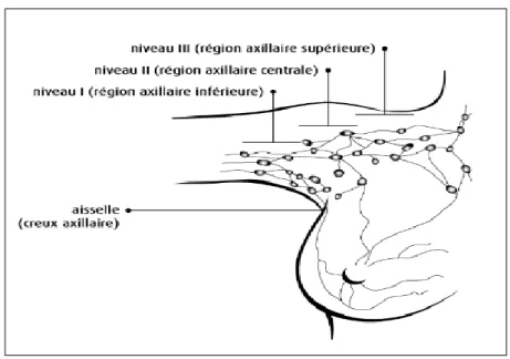 Figure 5 : Régions axillaires (niveau I, II et III) 