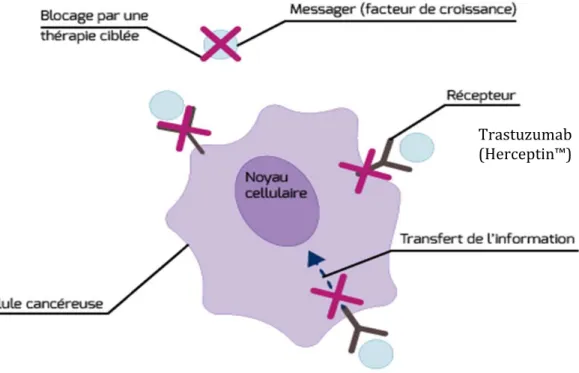 Figure 4 : les différents niveaux de blocages des biothérapies au niveau cellulaire  (www.e‐cancer.fr) 