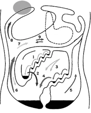 Figure 3 : schématisation des flux péritonéaux selon Meyers et al. 