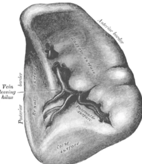 Figure 4 : faces anatomiques de la rate en vue antéro-médiale 