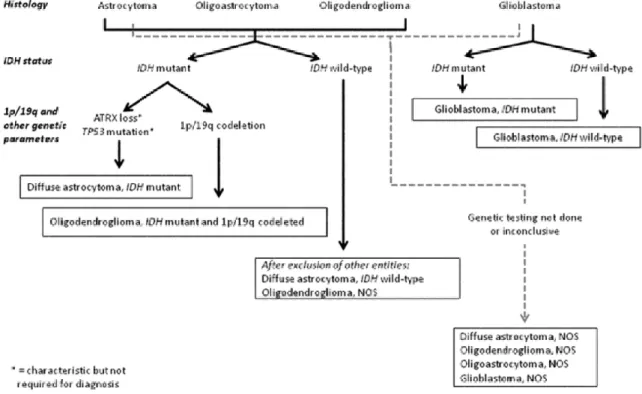 Figure 3 : Nouvelle classification des gliomes selon l’OMS de 2016 