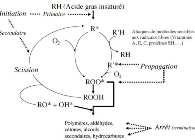 Figure 1 : Schéma général de l'oxydation des lipides. D’après CHEFTEL et al. (2003). 