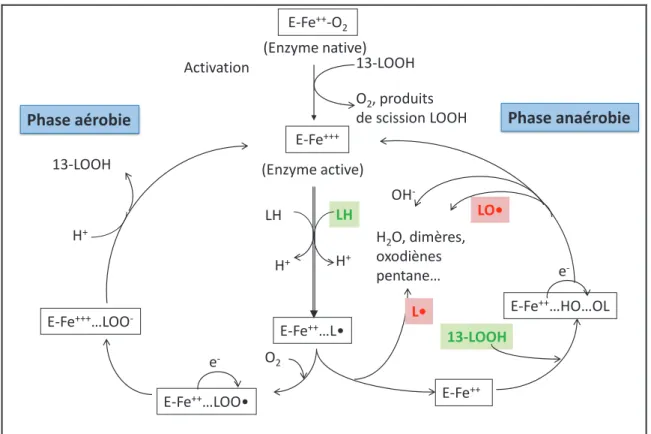 Figure 2 : Schéma réactionnel de la lipoxygénase de soja dans des conditions aérobie et  anaérobie à pH 9