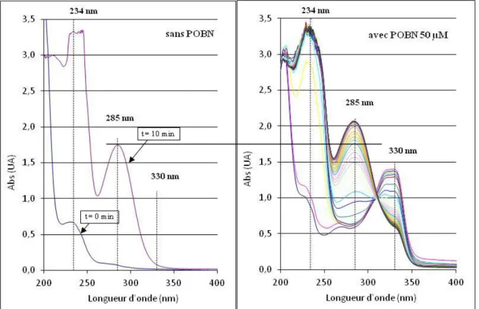Figure 16 : Evolution du spectre UV pendant les dix premières min. de l’oxydation enzymatique  de  l’acide  linoléique  en  absence  de  POBN  (à  gauche)  ou  en  présence  de  50  µM  de  POBN  (à  droite)