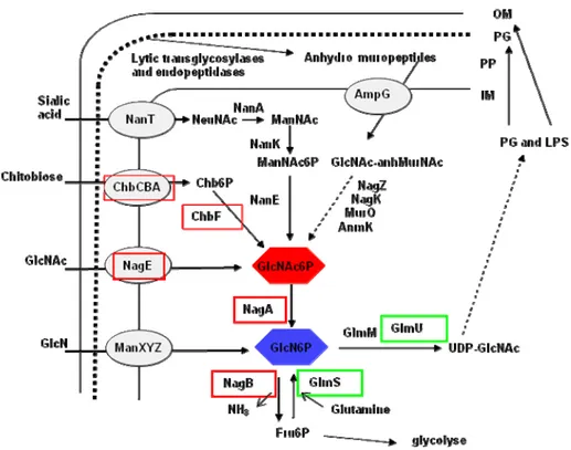 Figure 6: Le régulon nag et les voies de formation du GlcNAc6P dans E.coli.  Les protéines  correspondant aux gènes réprimés par NagC sont entourées en rouge et celles activées par NagC en vert.