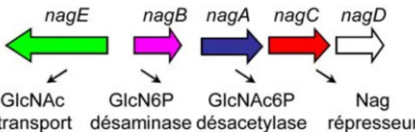 Figure 8: Les gènes codant les protéines homologues sont représentés avec des ombrages  de même couleur