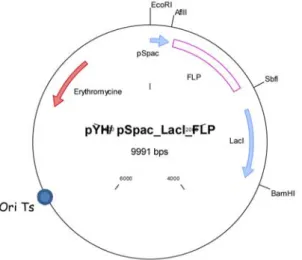 Figure 12 : Structure du plasmide pYH/ pSpac_LacI  flp. Le plasmide pYH/pSpac_LacI  flp est  dérivé de pYH224 portant une origine thermosensible (rond bleu)