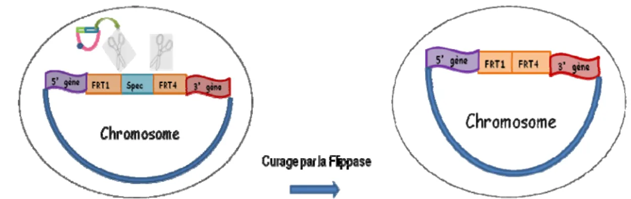 Figure 13 : Curage de la cassette Spectinomycine.  Plasmide pYH/pSpac_LacI_flp en rose 