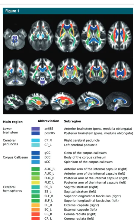 Figure 1:  Automatically segmented white matter ROIs for measurement of DT imaging  parameters
