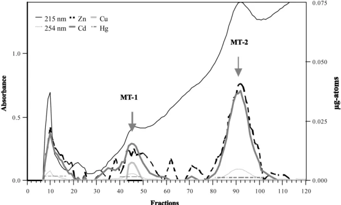 Fig. 2. DEAE Sephadex A-25 chromatography profile of white-sided-dolphin metallothioneins