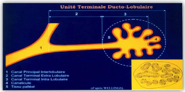 Figure 2: Schéma de l'unité terminale ducto-lobulaire d’après Wellings  II.1.2  Histologie 