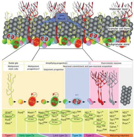 Figure 4 : Présence des marqueurs au cours de la neurogenèse.  D’après Roybon et al. 2009 .