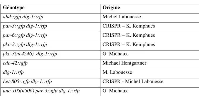 Tableau 1 : récapitulatif des souches utilisées. La mention CRISPR signifie que les souches  ont étés générées selon la technique du CRISPR Cas-9