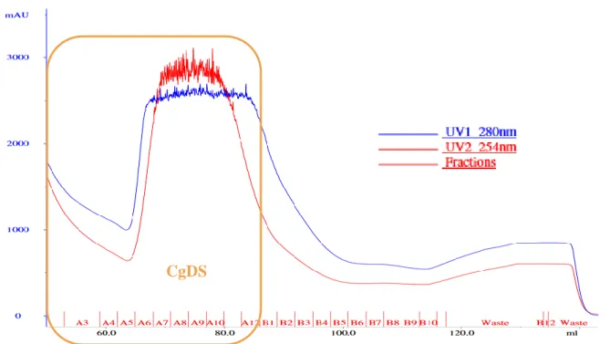 Figure 12 - CgDS is strongly induced by IPTG. On this SDS-PAGE gel were loaded whole cells samples from the bacterial  cultures