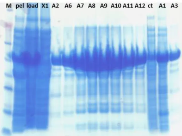 Figure  16  -  The  SDS-PAGE  gel  after  the  anion- anion-exchange column shows a lot less of CgDS but a lot  purer