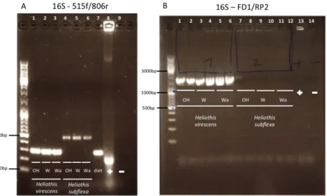 Figure  3  Gel  eletrophoresis  of  bacterial  16S  rRNA  fragments  from  selected  gut  genomic  DNA  samples  of  H