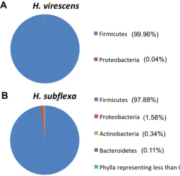 Figure 4 Gut bacterial community structures in H. virescens and H. subflexa at phylum level