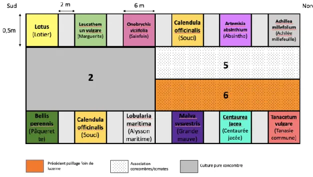 Figure 3 : Composition et organisation des bandes fleuries du tunnel 5  