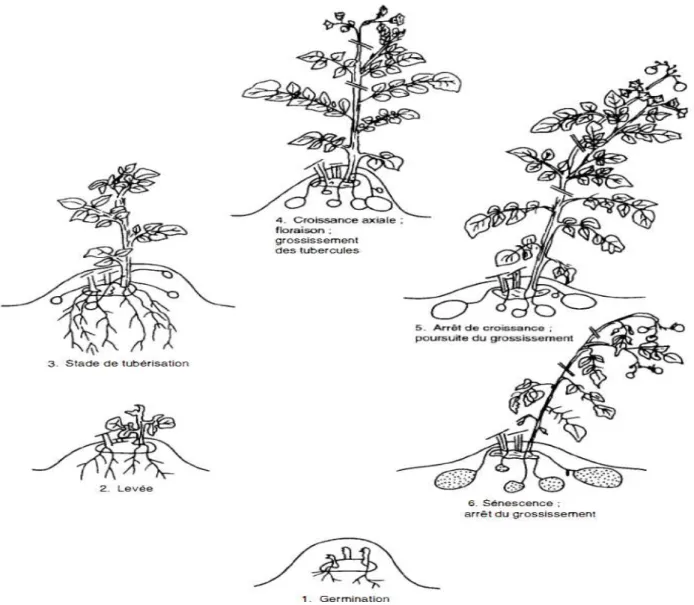 Figure 1: Schéma du cycle végétatif de la pomme de terre (Rousselle, Robert, Crosnier 1996)