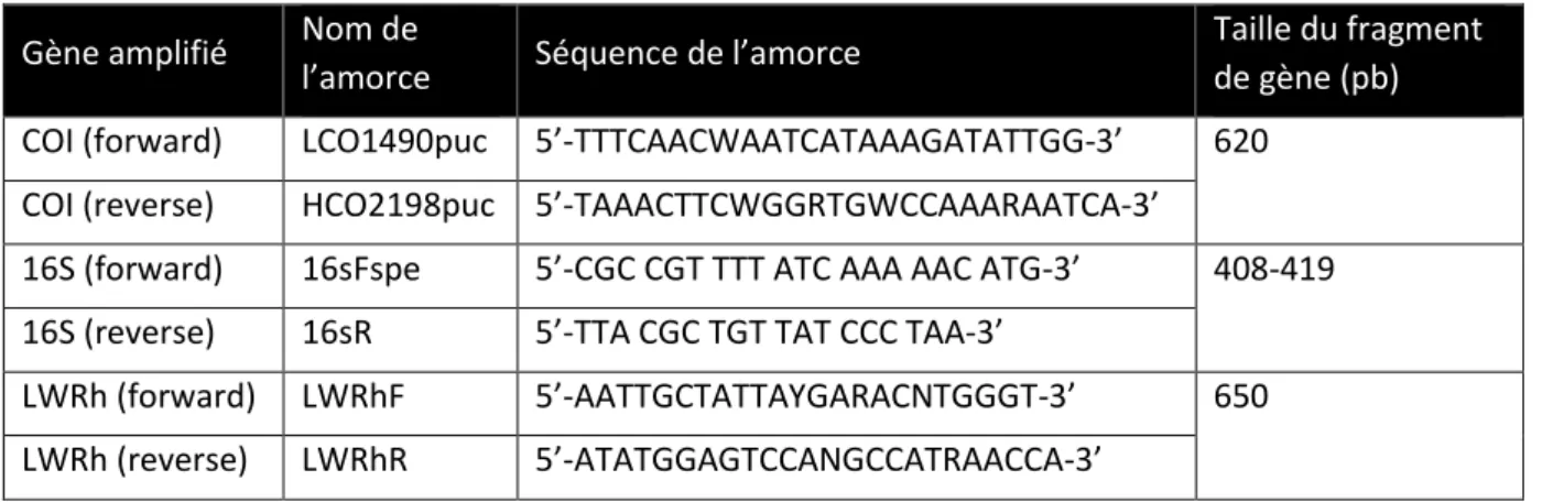 Tableau 5 : Amorces utilisées pour le séquençage des gènes 