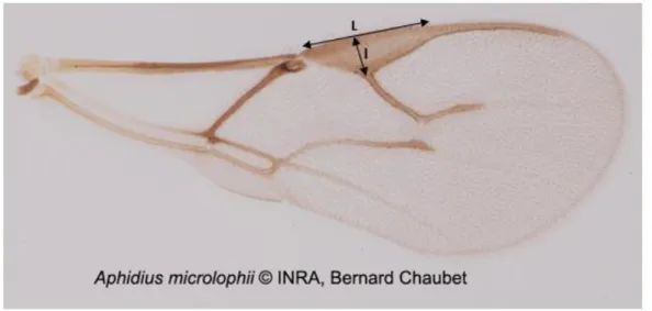 Figure 17 : Photo d'une aile d'Aphidius microlophii montrant les caractères observés pour différencier A