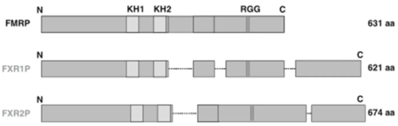 Figure 9: FMR1 and its paralogs FXR1 and FXR2 encoding FMRP, FXR1P and FXR2P respectively