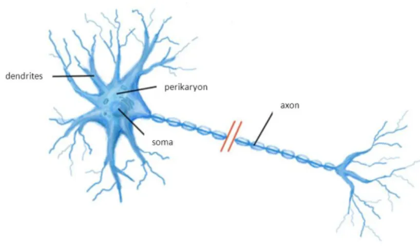 Figure 13: Scheme of a neuron. 